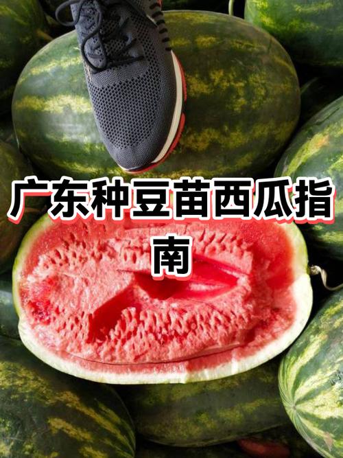 广东适合种哪种西瓜