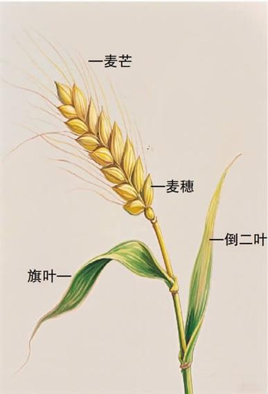 小麦的6个部位图解截图