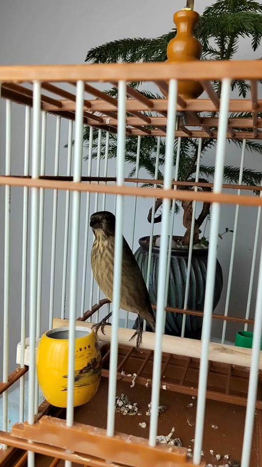 麻料鸟叫声声大全