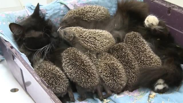 刺猬猫 巨大化图标