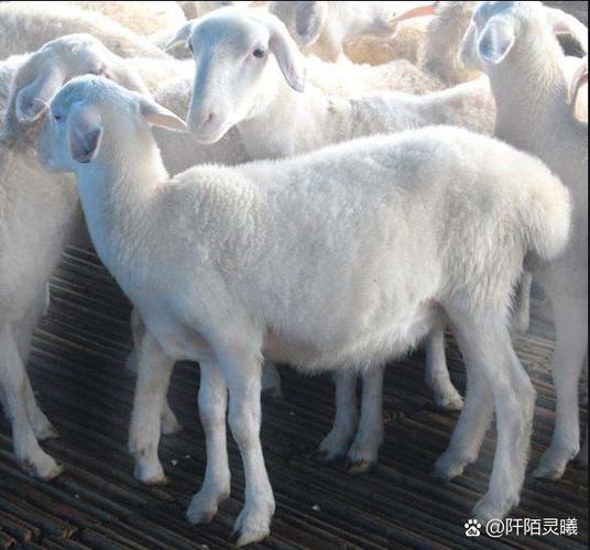 湖羊图片大全