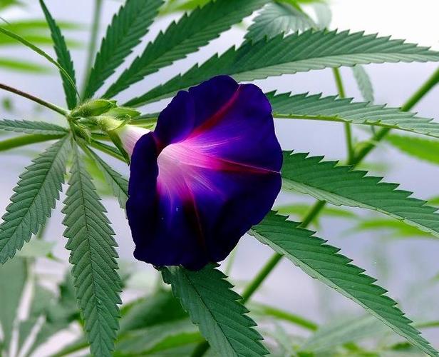 喇叭花图片