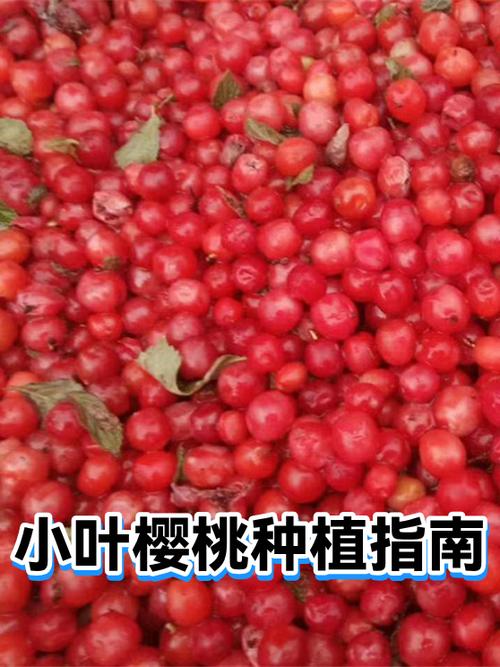 小叶樱桃