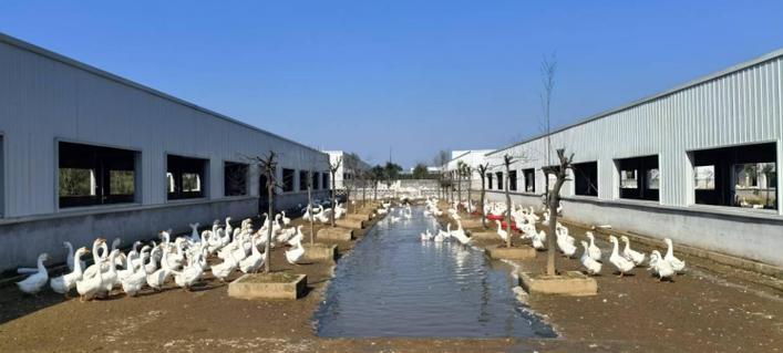 养鹅赚钱吗 前景如何