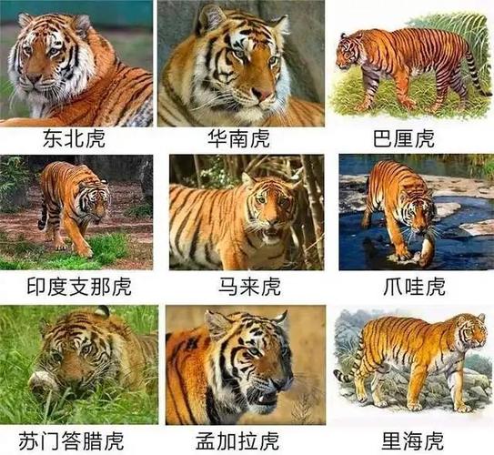 中国野生老虎数量截图