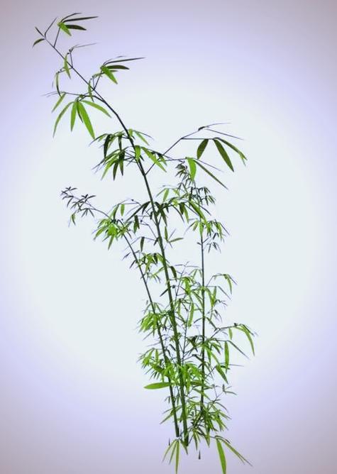 竹子的短文及答案