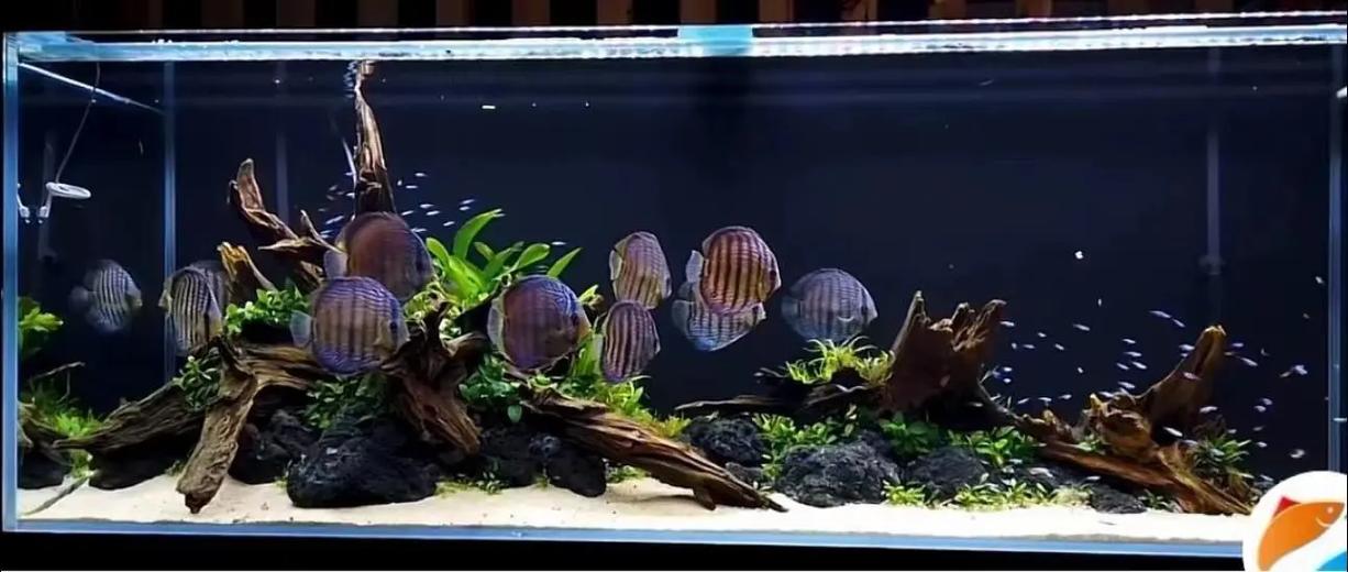 鱼缸 沉木造景图标