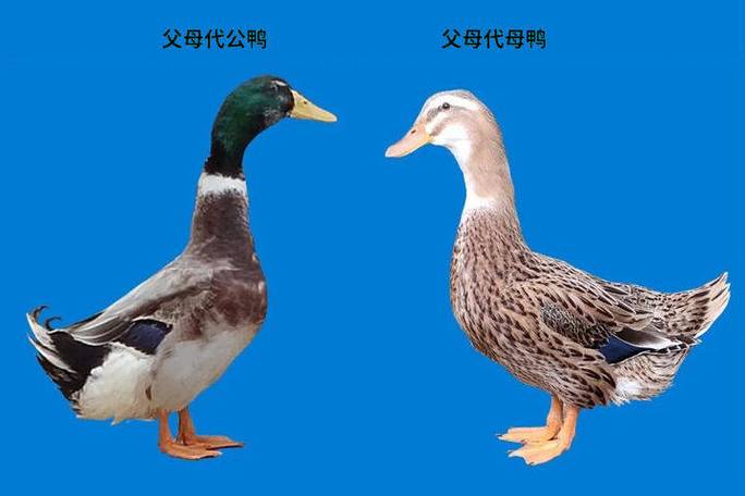 鸭子公母最简单辨别