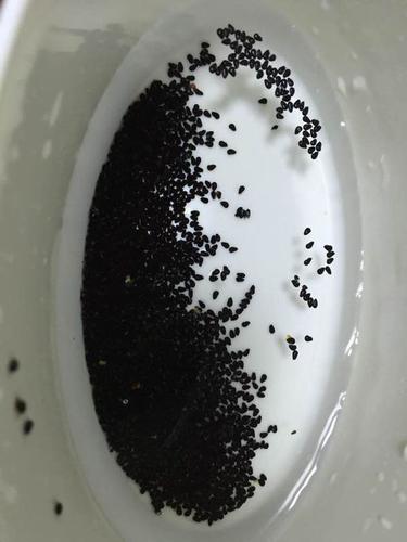 橘子里面黑色的籽是为什么截图