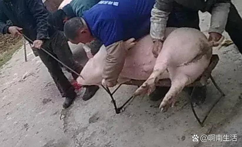 毛猪300斤以上价格如何查询