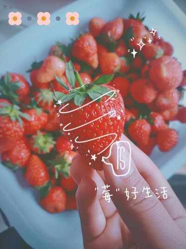 半糖主义会长久吗