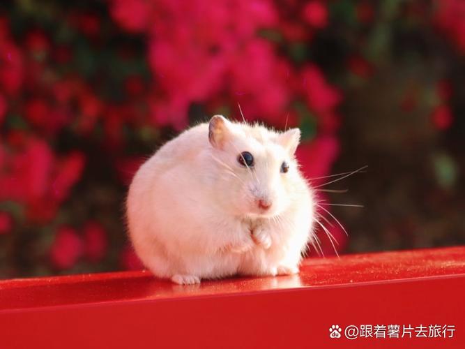 仓鼠突然全身湿截图