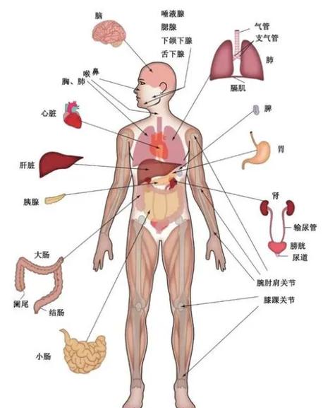 人的身体结构图缩略图