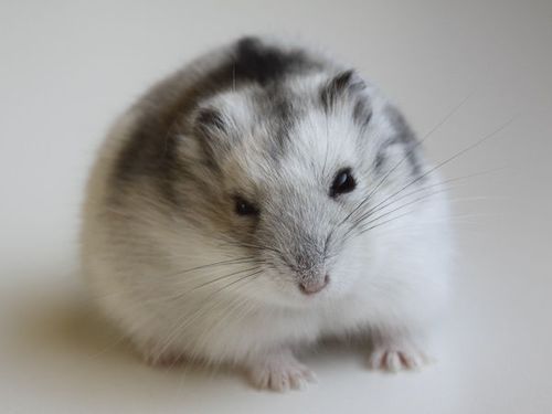 仑鼠可以吹空调吗