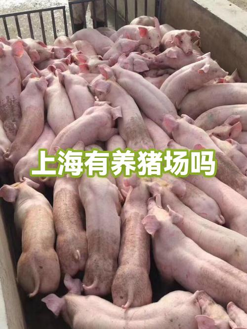 上海养殖场招工吗