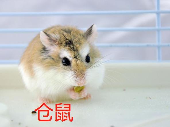 仓鼠挑食不吃五谷