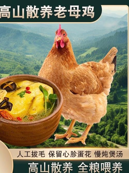 老母鸡怎么炖好吃缩略图