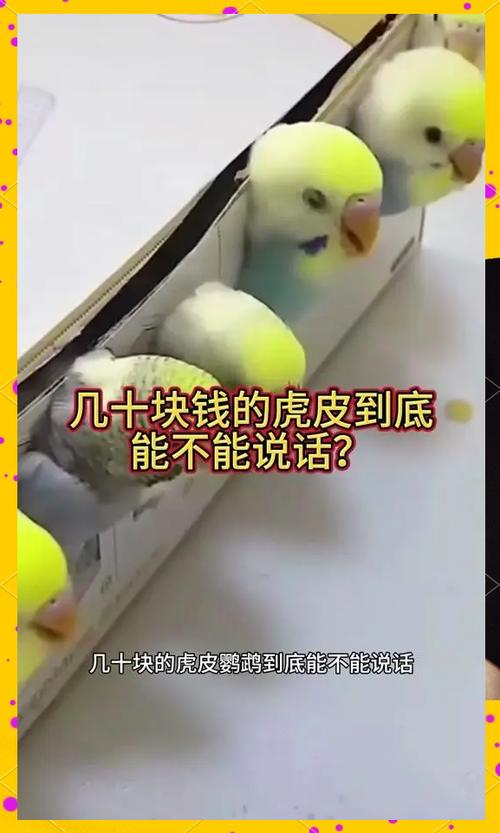 鹦鹉怎么训练说话