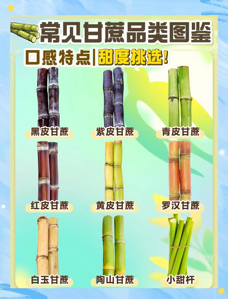 种甘蔗施什么肥料长得最快最甜图标