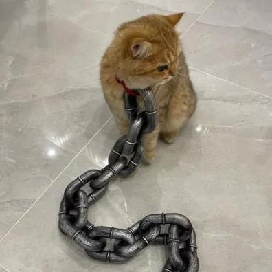 猫咪被绑起来