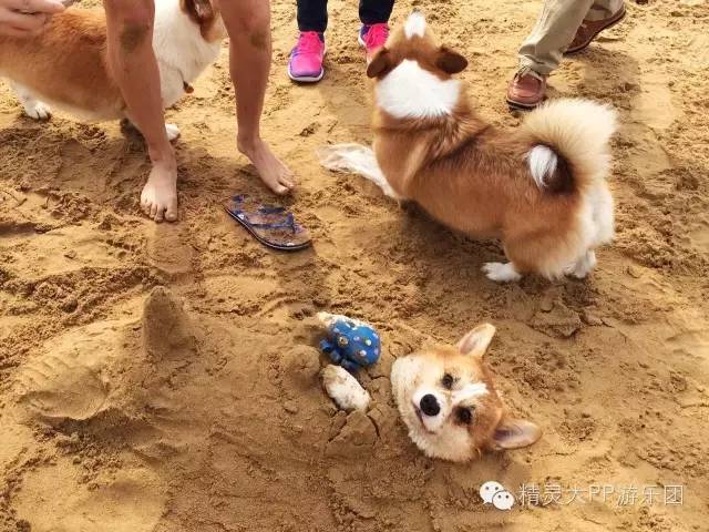 狗可以去的海岛