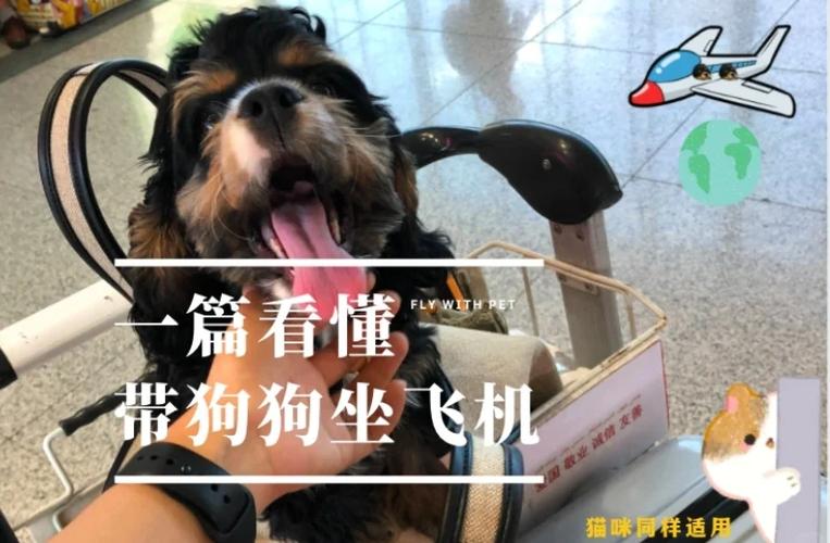 托运狗狗最便宜的方法