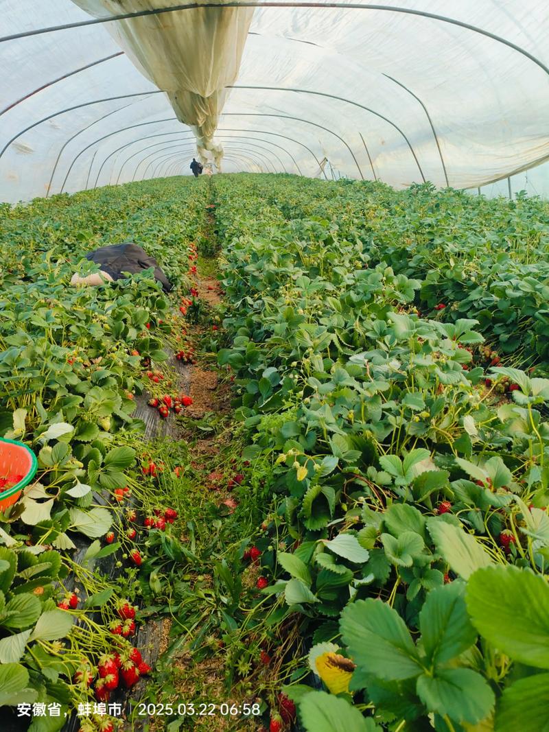 离我最近的草莓采摘园