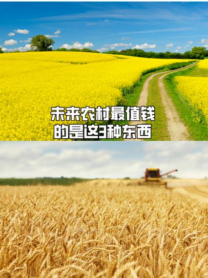 未来农村最值钱的东西