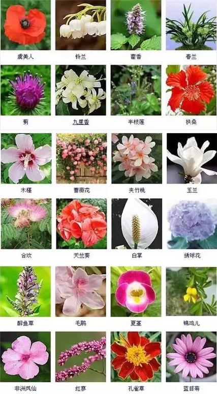 花的种类大全