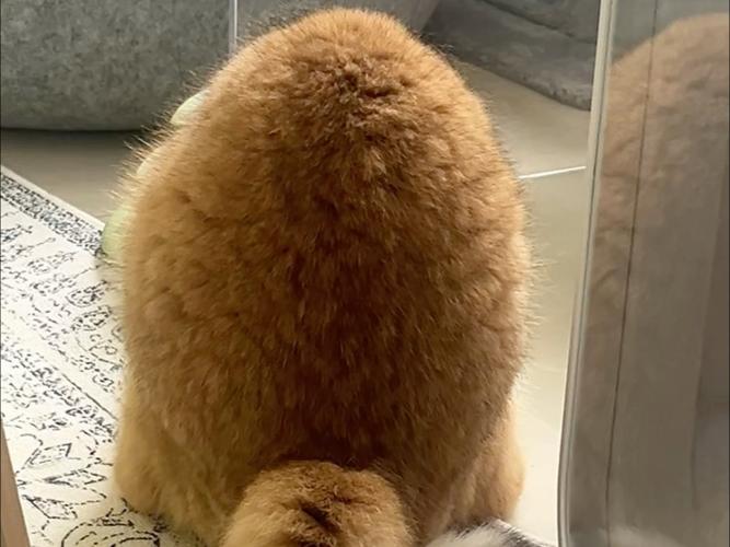 松鼠看球图标