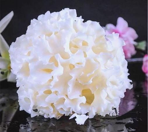 绣球菌是什么