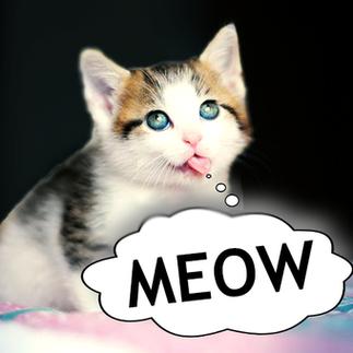 猫叫声音频mp3