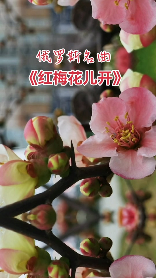 红莓花儿开歌曲原唱截图