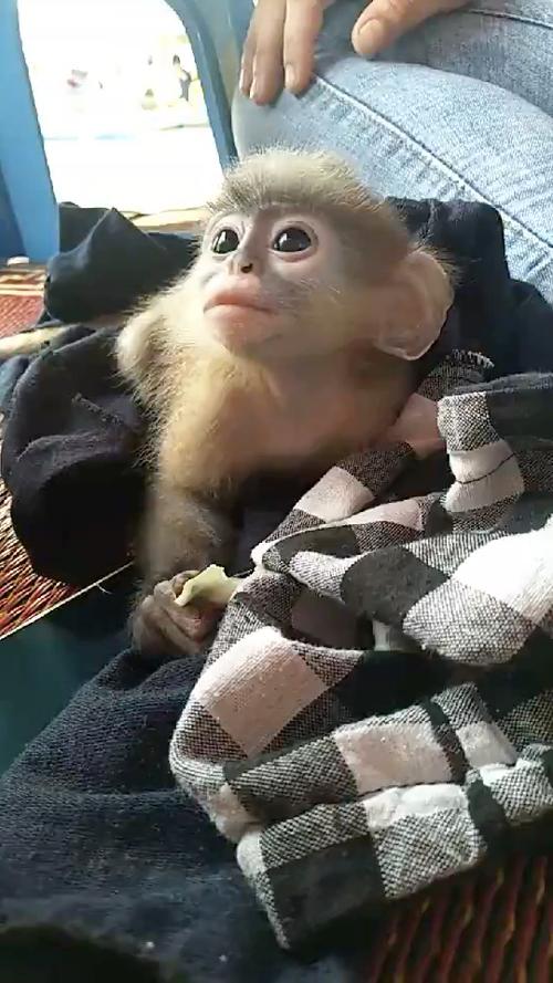 宠物猴可以养吗合法吗