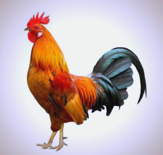 吃公鸡肉会旧病复发吗截图