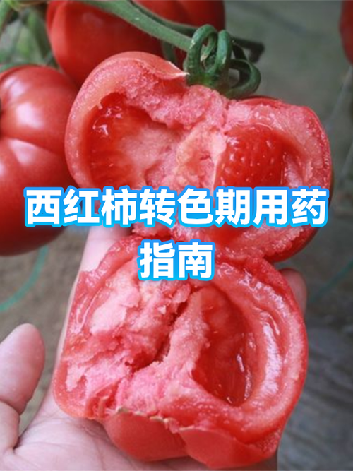 怎样让西红柿转色快