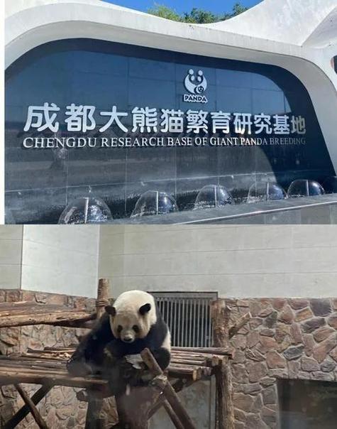 成都熊猫基地门票多少一张票