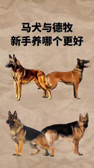 马犬和德牧哪个好截图