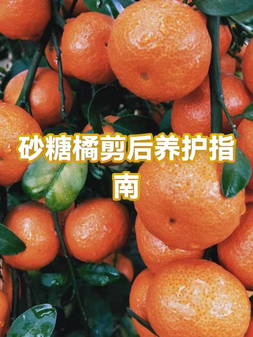 吃橘子流鼻血怎么回事图标