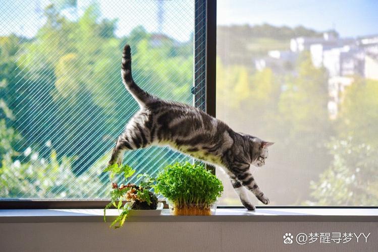 动态小猫符号