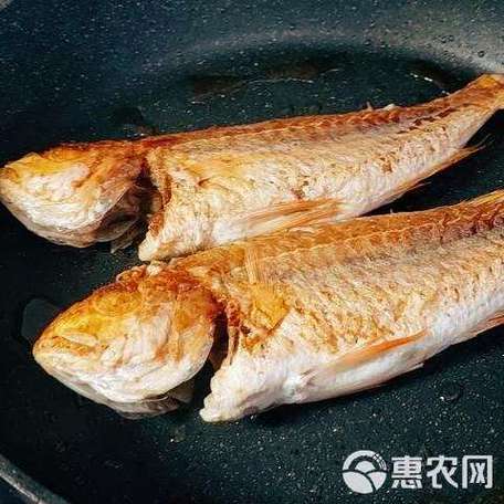 金丝鱼40元一斤是真的吗