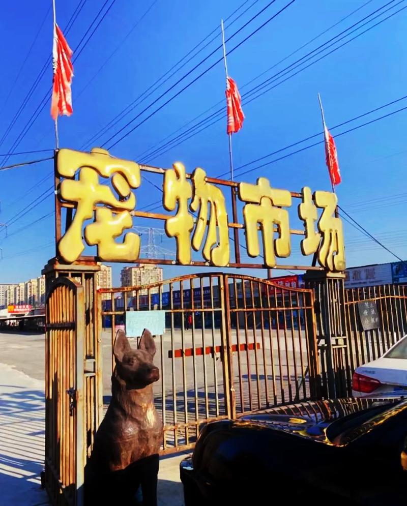巴国城宠物市场缩略图