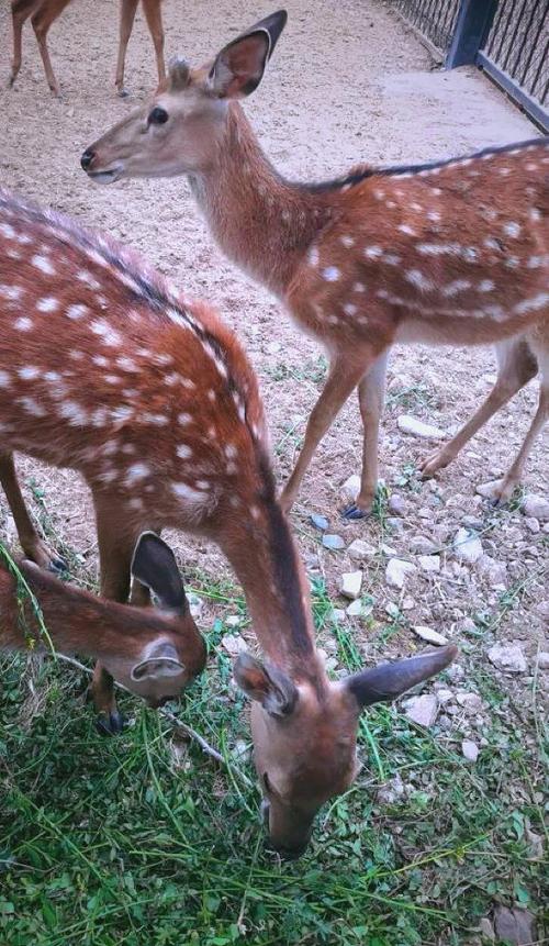 小鹿实践是真的吗