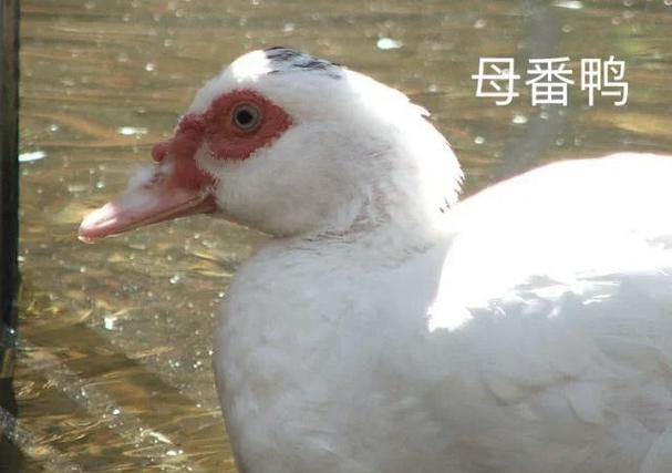 怎么看鸭公母最准确