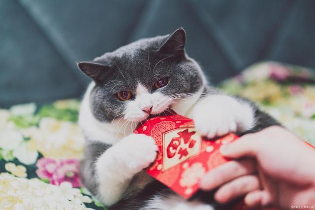 别人送的猫要给红包吗