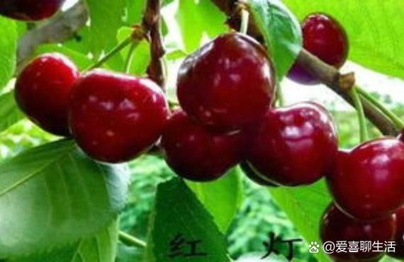 种大樱桃赚钱还是种葡萄赚钱