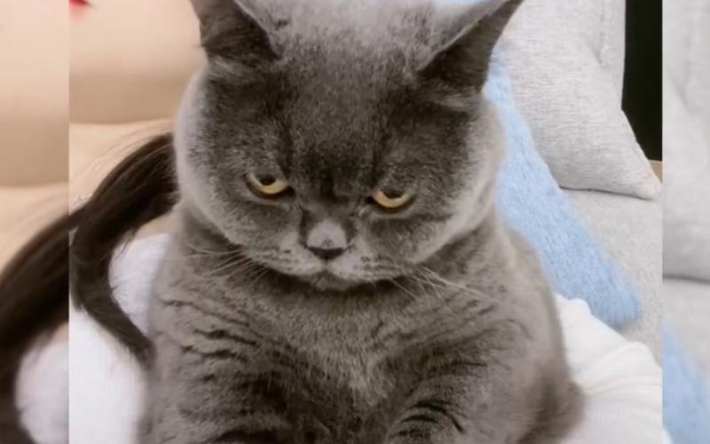 蓝猫视频搞笑