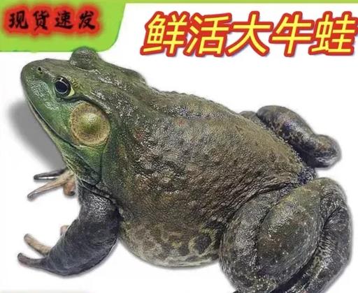 牛蛙批发商图标