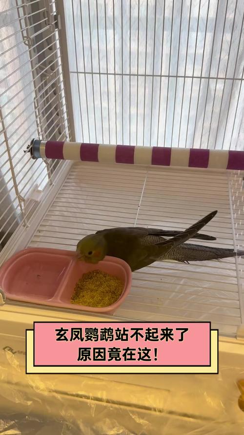 鹦鹉站不稳一直往一边歪