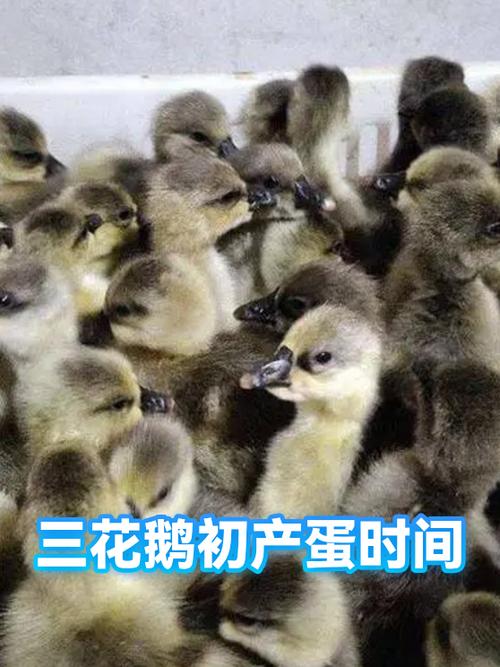 鹅产蛋期有哪几个月